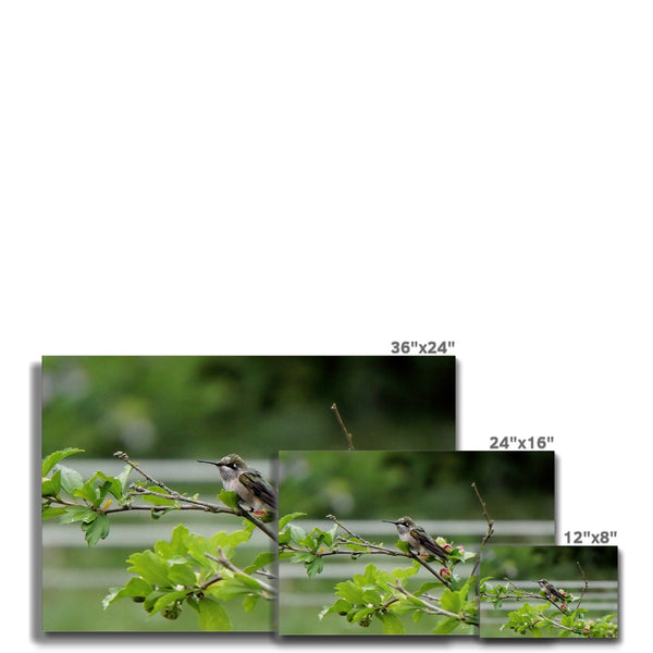 Hummingbird Buds Canvas