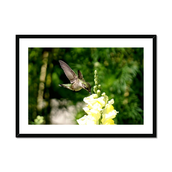 Snappy Light Hummingbirds Framed & Mounted Print