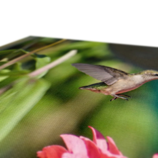 Hummingbird Hop Canvas