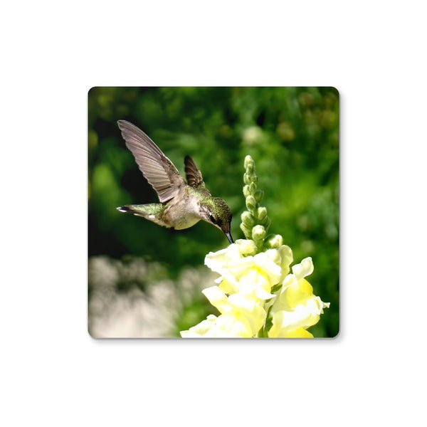 Snappy Light Hummingbirds Coaster