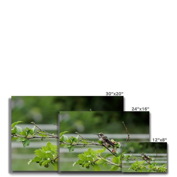 Hummingbird Buds Eco Canvas