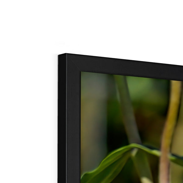 Hummingbird Hop Framed Print