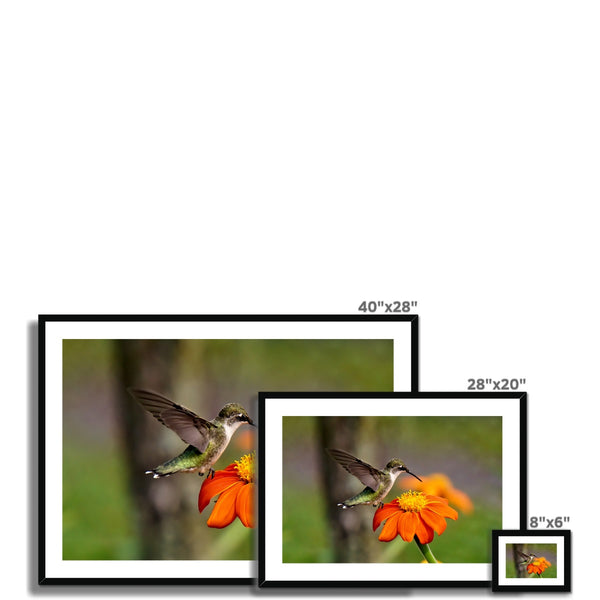 Hummingbird Orange Flower Framed & Mounted Print