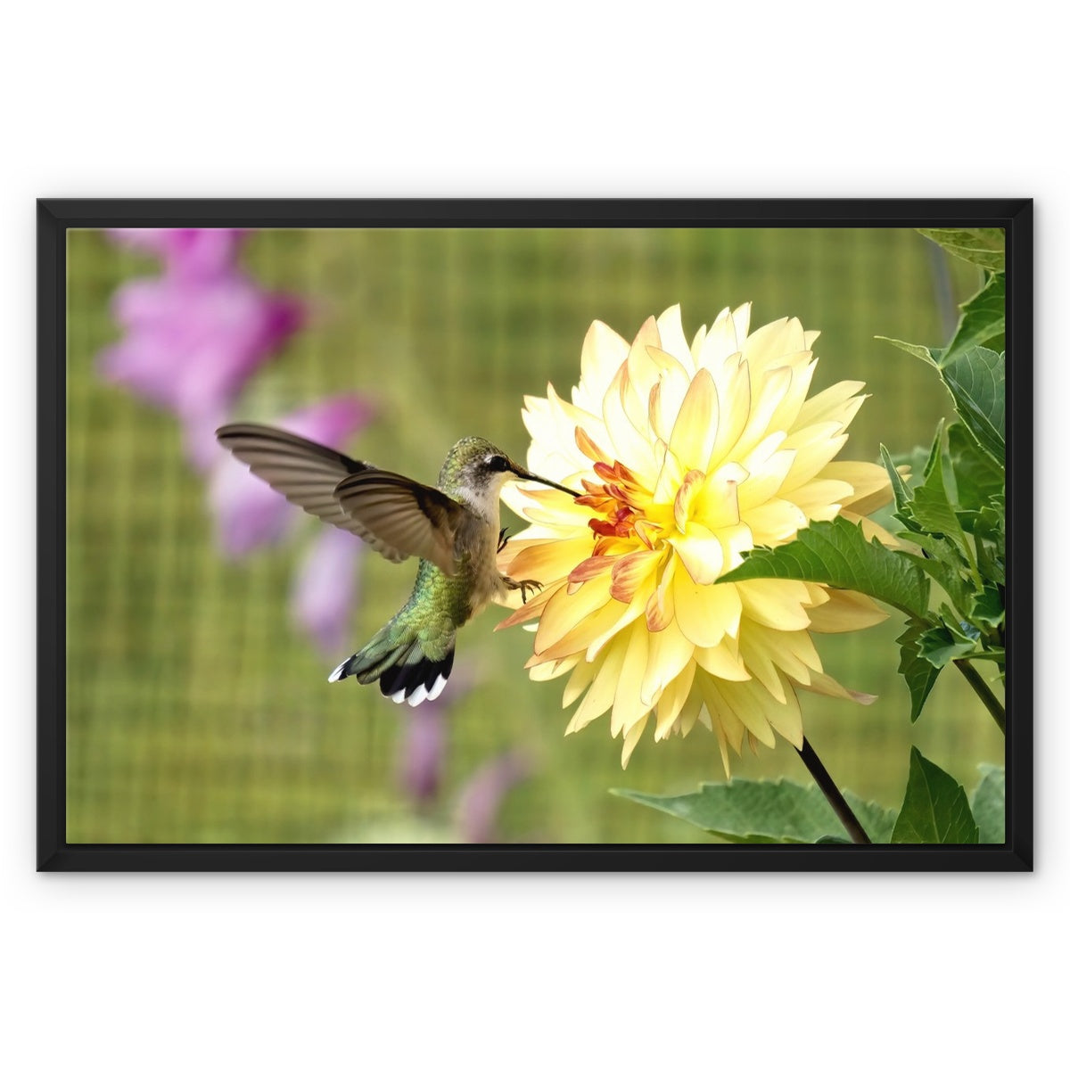 Flower Flame Hummingbird Framed Canvas