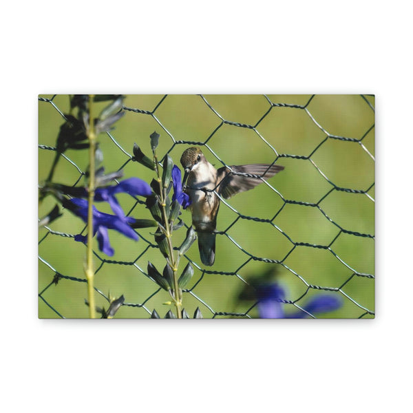 Fence Feeder Hummingbird Canvas Stretched, 0.75"