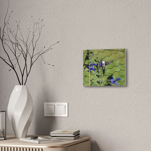 On the Fence Canvas Stretched, 0.75"