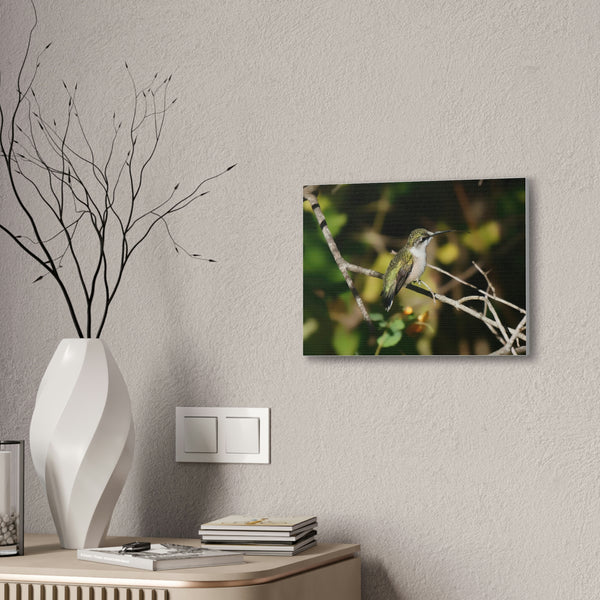 Tasting the Air Hummingbird Canvas Stretched, 0.75"