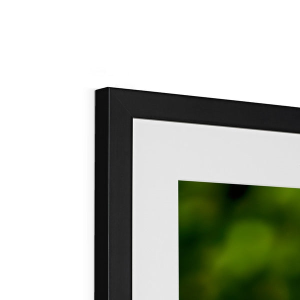 Snappy Light Hummingbirds Framed & Mounted Print