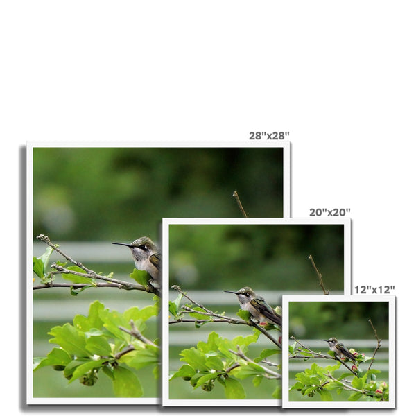 Hummingbird Buds Framed Print