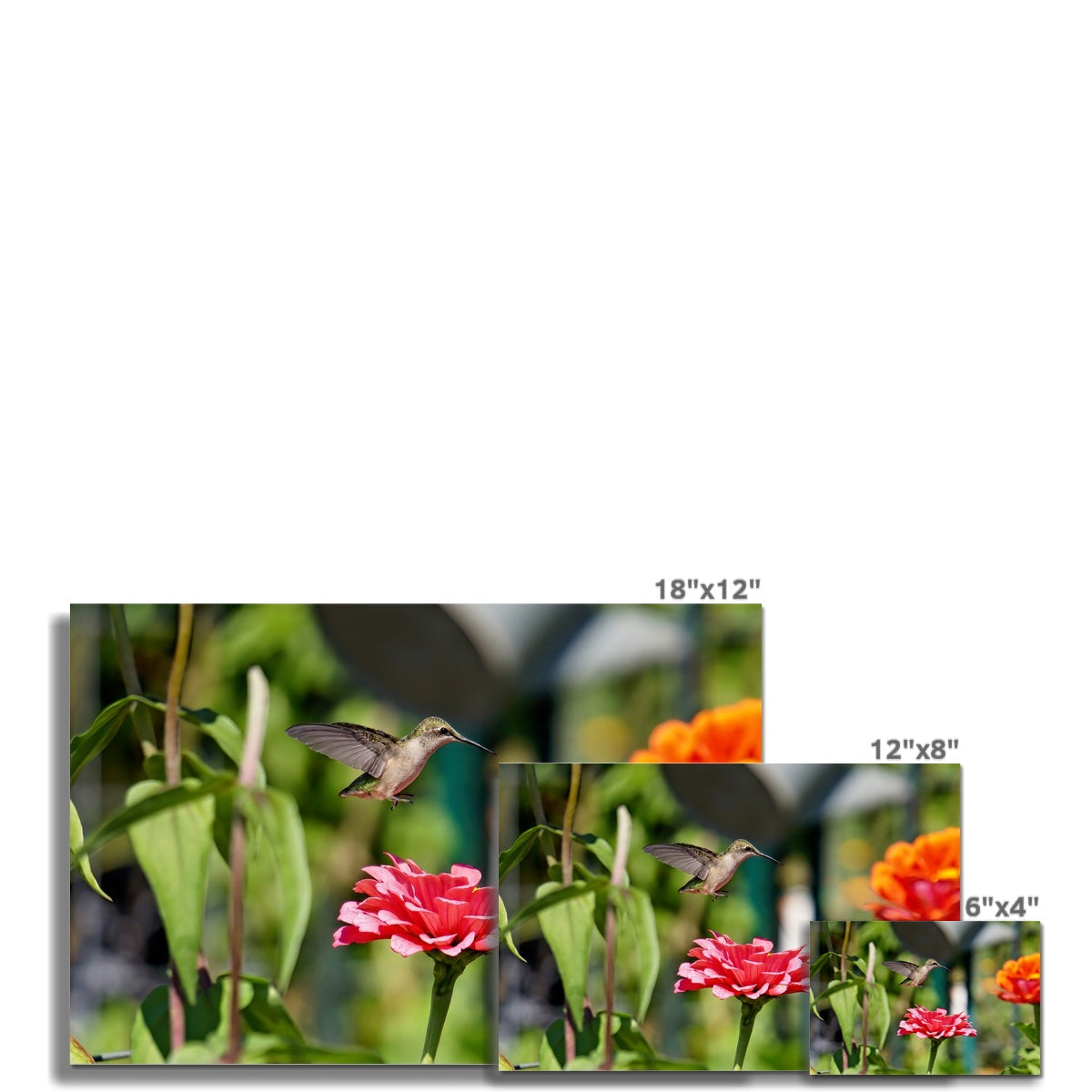 Hummingbird Hop Fine Art Print
