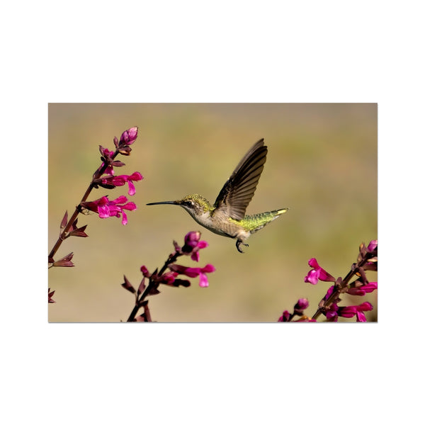 Hummingbird Dart Photography Wall Art Poster
