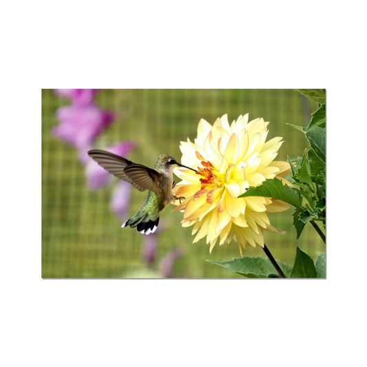 Flower Flame Hummingbird Fine Art Print