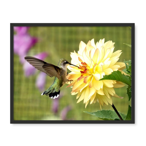 Flower Flame Hummingbird Framed Photo Tile