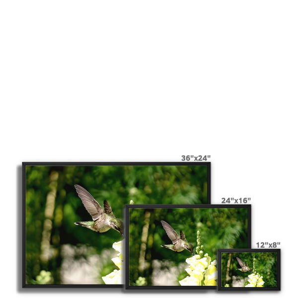 Snappy Light Hummingbirds Framed Canvas