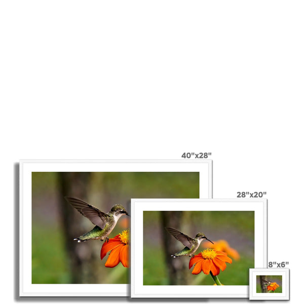 Hummingbird Orange Flower Framed & Mounted Print