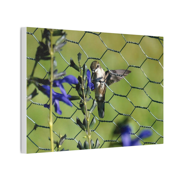 Fence Feeder Hummingbird Canvas Stretched, 0.75"