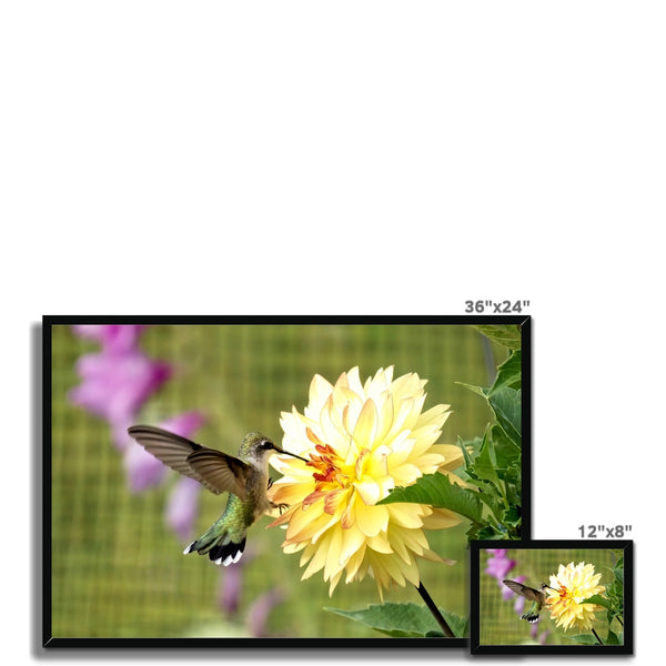 Flower Flame Hummingbird Framed Print