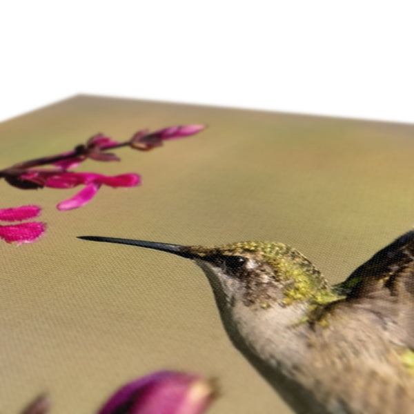 Hummingbird Dart Photography Eco Canvas