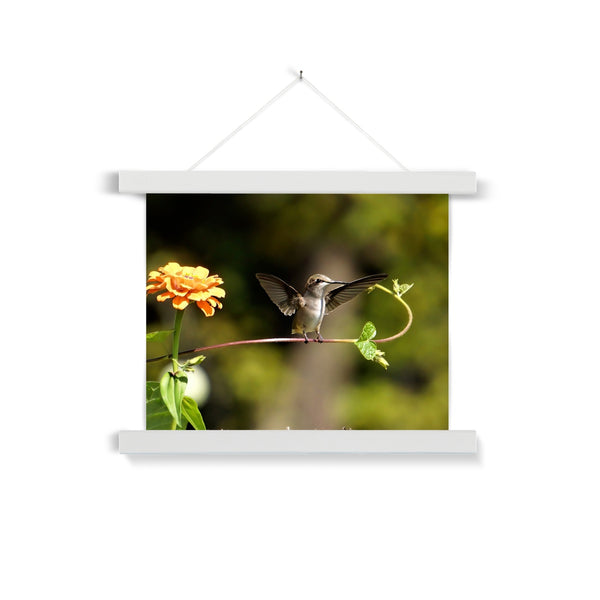 Hummingbird Stretch Fine Art Print with Hanger