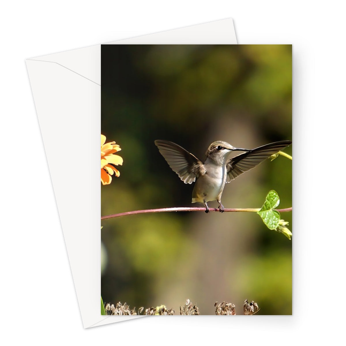 Hummingbird Stretch Greeting Card