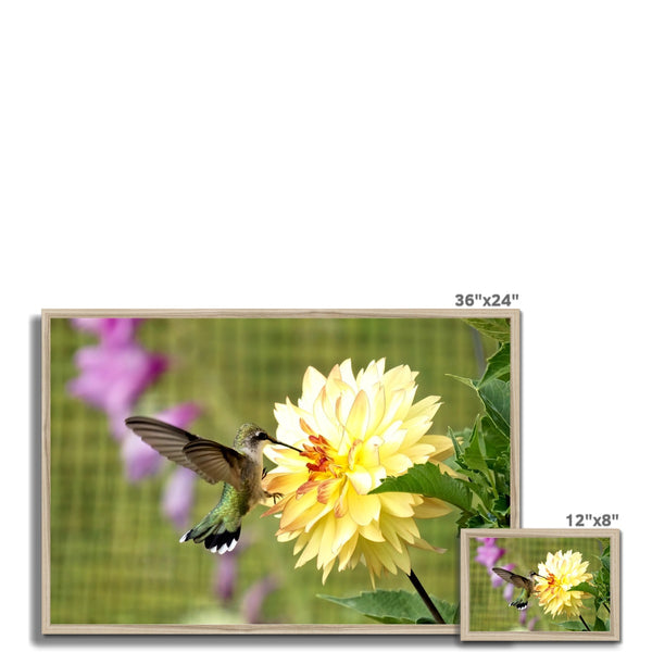 Flower Flame Hummingbird Framed Print