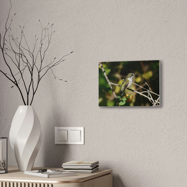 Tasting the Air Hummingbird Canvas Stretched, 0.75"