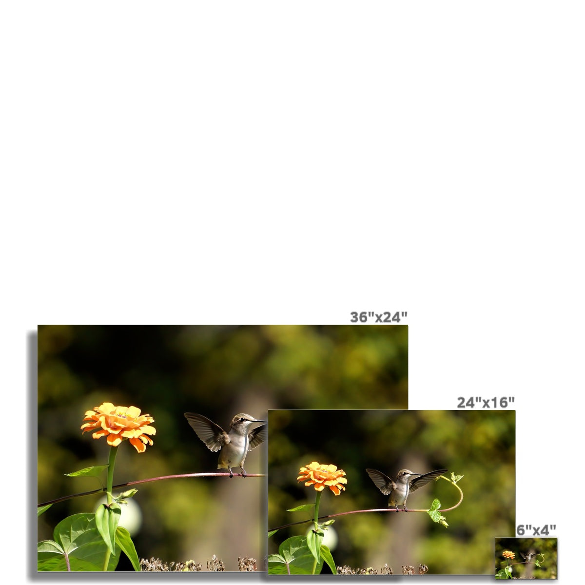 Hummingbird Stretch Rolled Eco Canvas