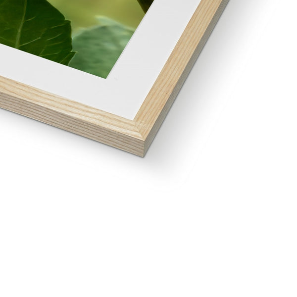 Flower Flame Hummingbird Framed & Mounted Print