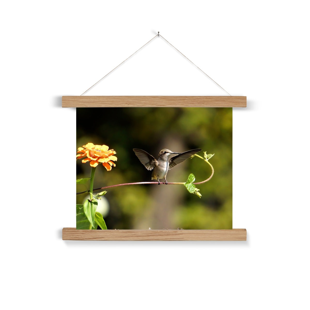 Hummingbird Stretch Fine Art Print with Hanger