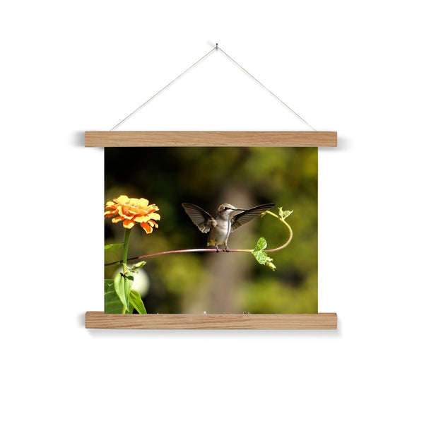 Hummingbird Stretch Fine Art Print with Hanger