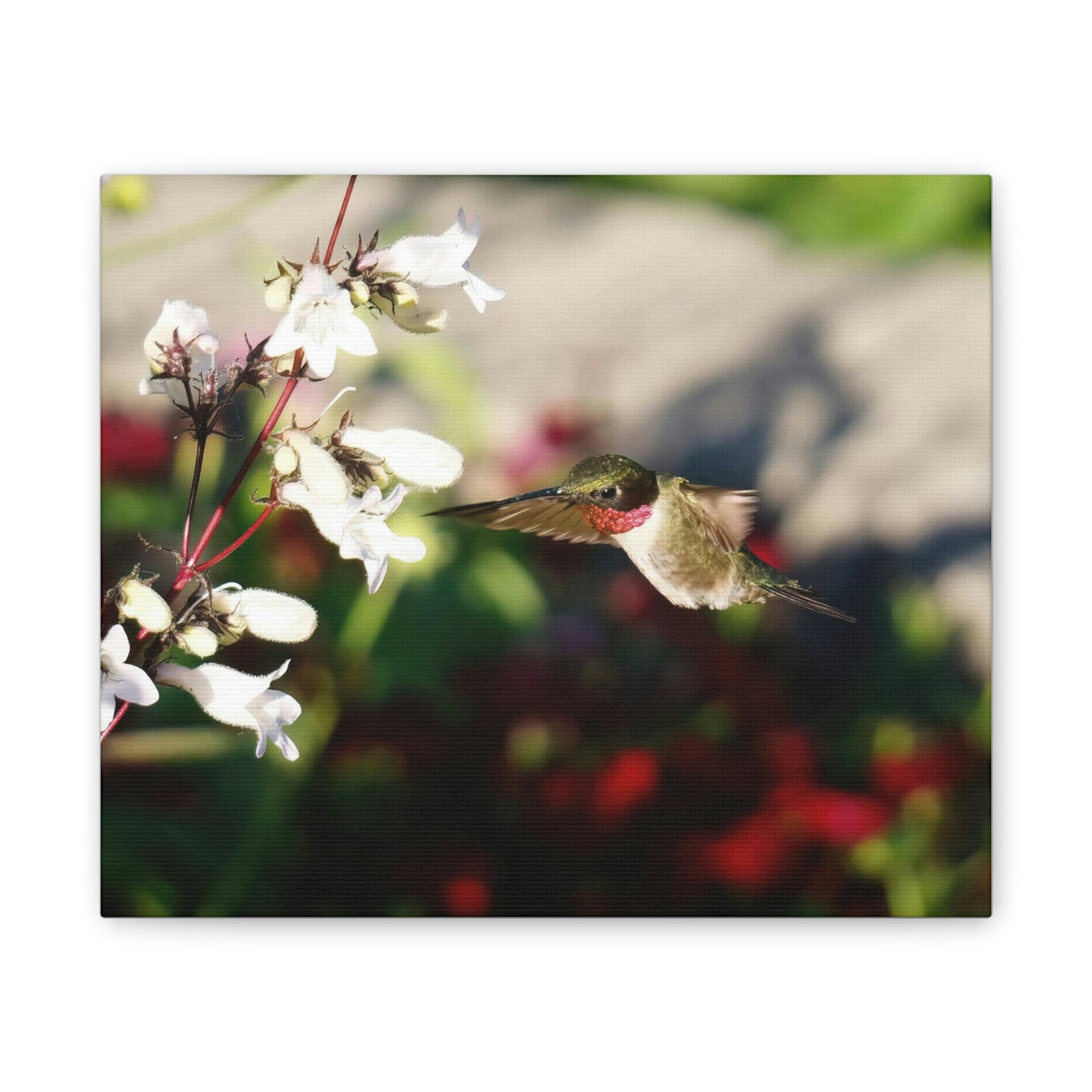 Hummingbird True Ruby Canvas Stretched, 0.75"
