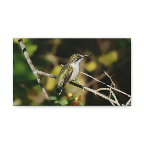 Tasting the Air Hummingbird Canvas Stretched, 0.75"