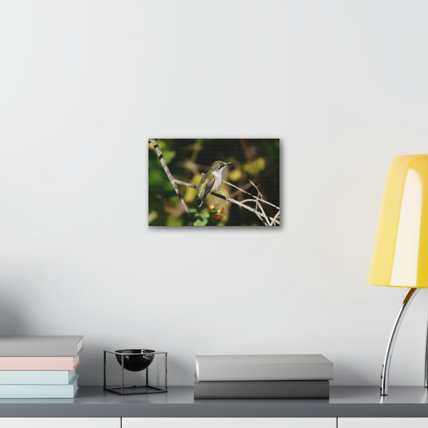 Tasting the Air Hummingbird Canvas Stretched, 0.75"