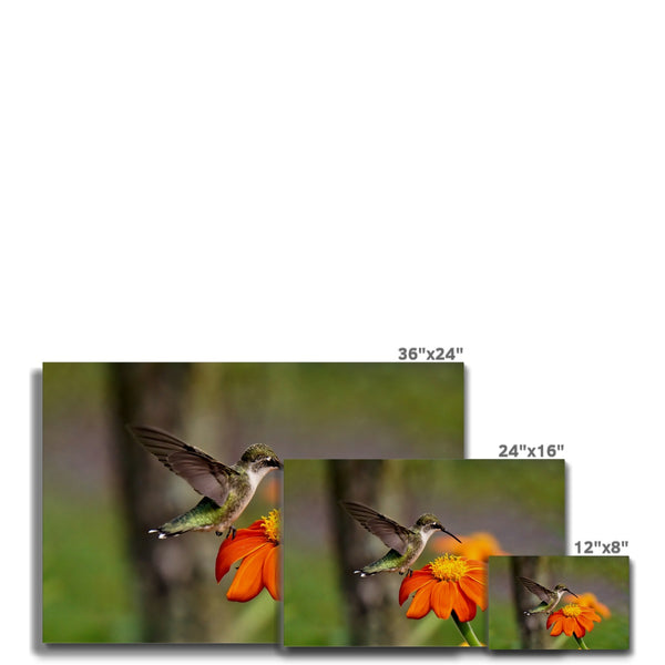 Hummingbird Orange Flower Canvas