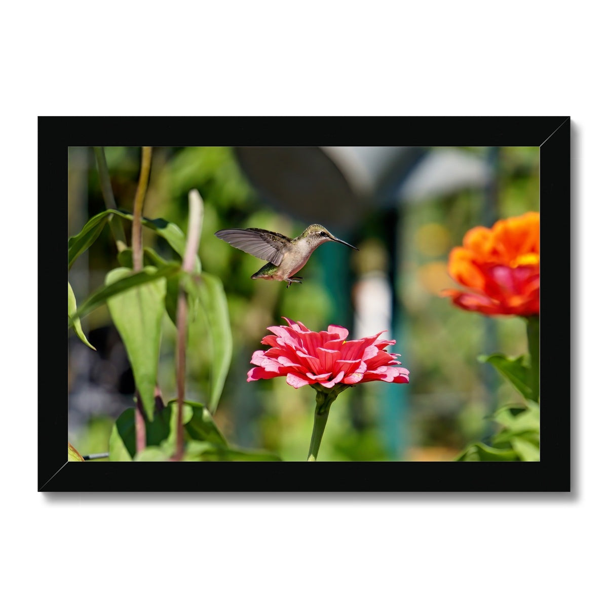 Hummingbird Hop Framed Print