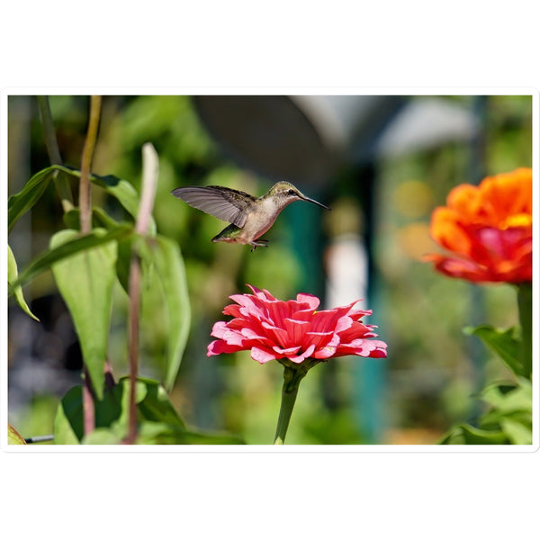 Hummingbird Hop Sticker