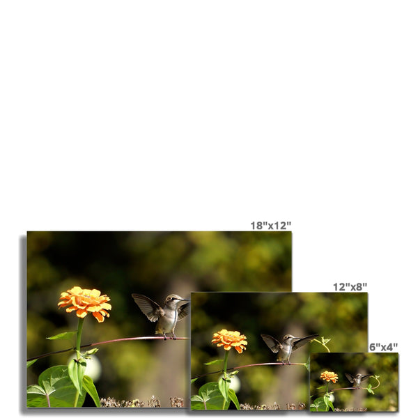 Hummingbird Stretch Wall Art Poster