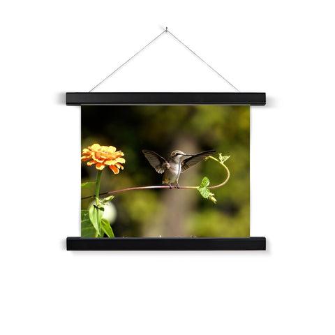 Hummingbird Stretch Fine Art Print with Hanger
