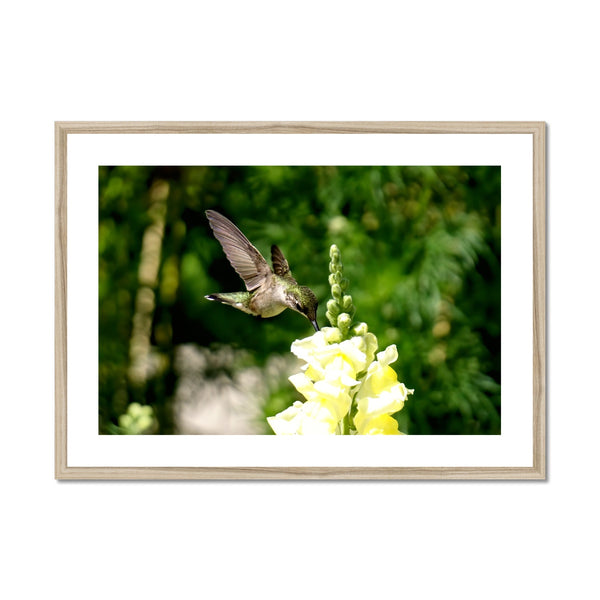 Snappy Light Hummingbirds Framed & Mounted Print