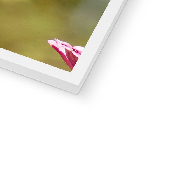 Hummingbird Hug Framed Print