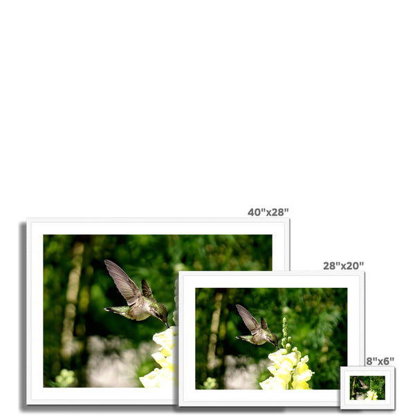 Snappy Light Hummingbirds Framed & Mounted Print