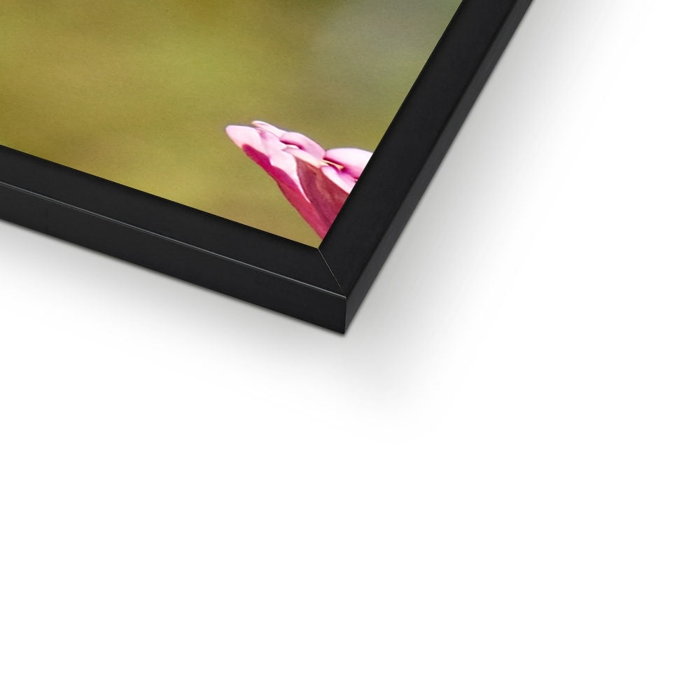 Hummingbird Hug Framed Print