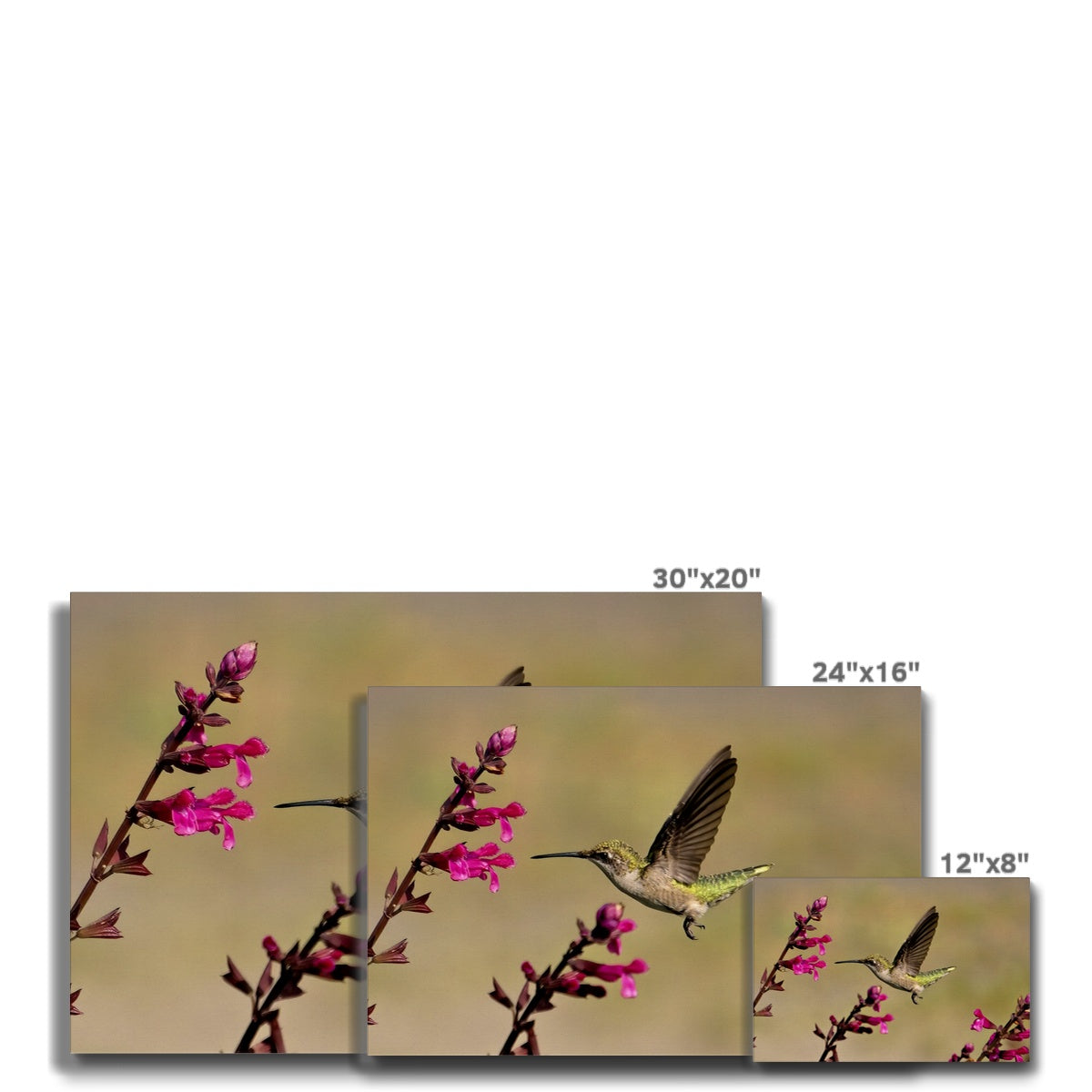 Hummingbird Dart Photography Eco Canvas