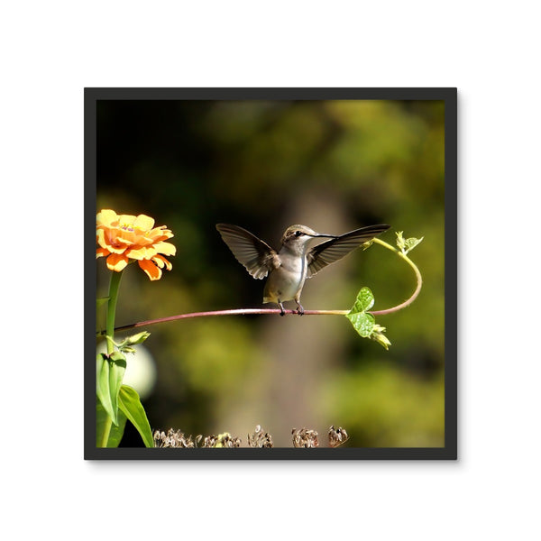 Hummingbird Stretch Framed Photo Tile