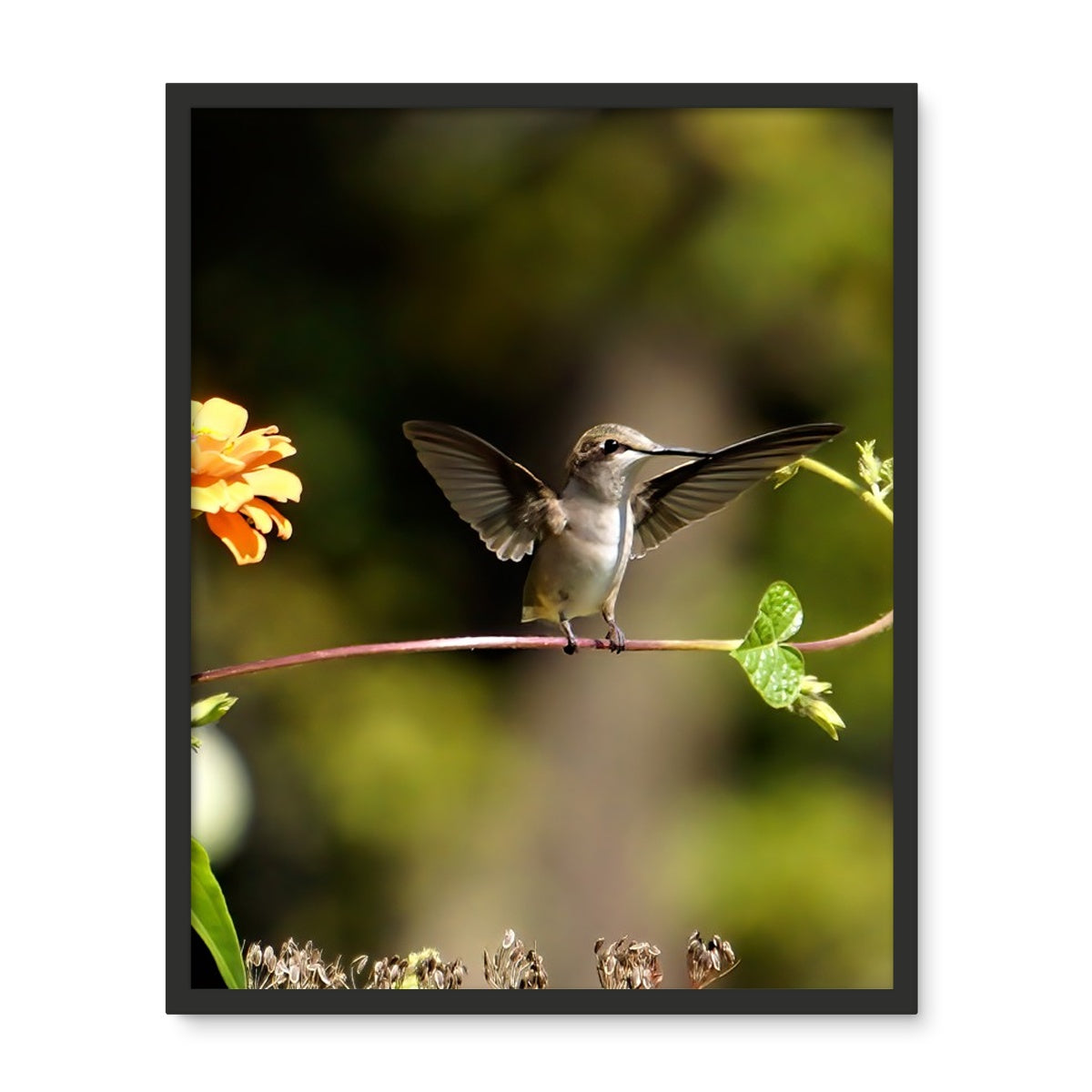 Hummingbird Stretch Framed Photo Tile