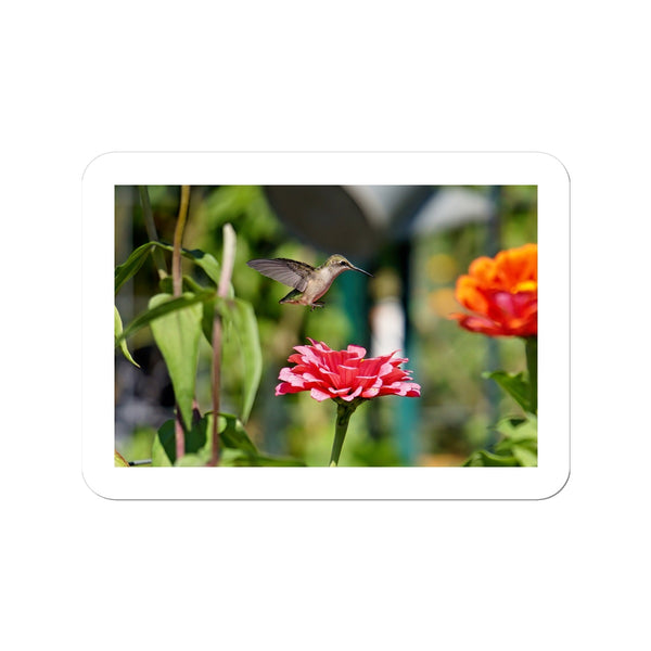 Hummingbird Hop Sticker