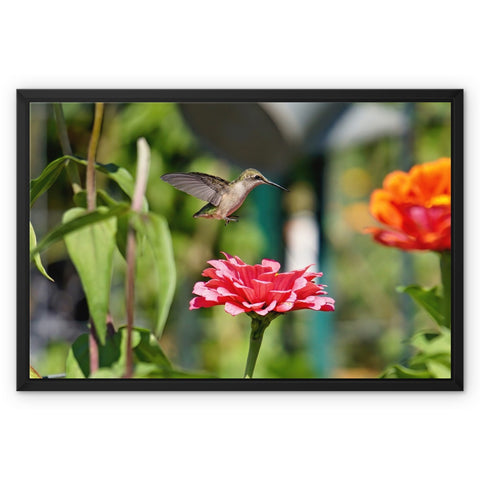 Hummingbird Hop Framed Canvas