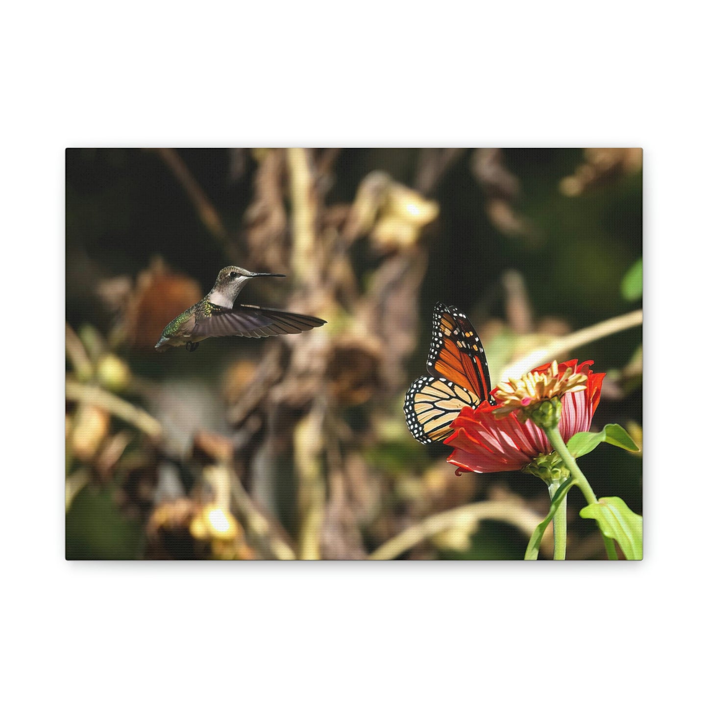 Hummingbird Monarch Canvas Stretched, 0.75"