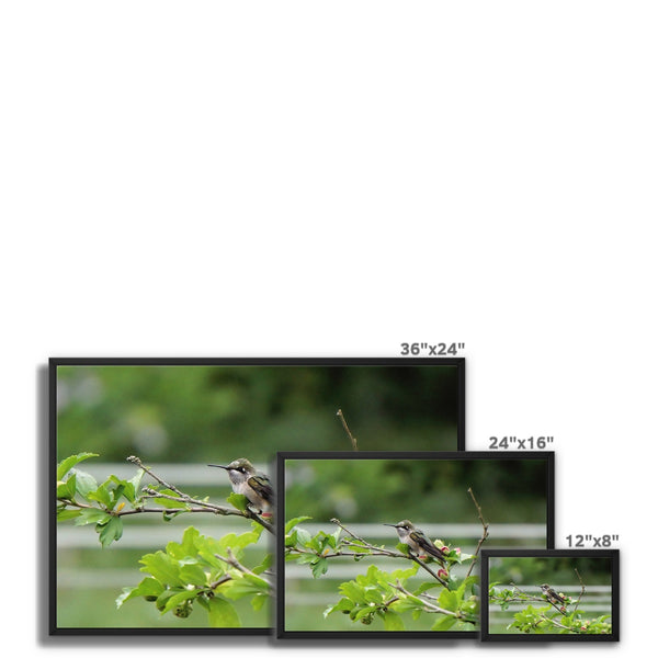 Hummingbird Buds Framed Canvas