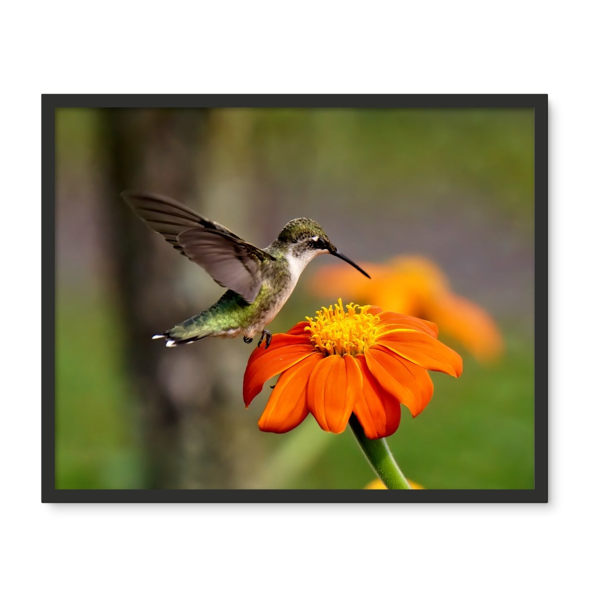 Hummingbird Orange Flower Framed Photo Tile